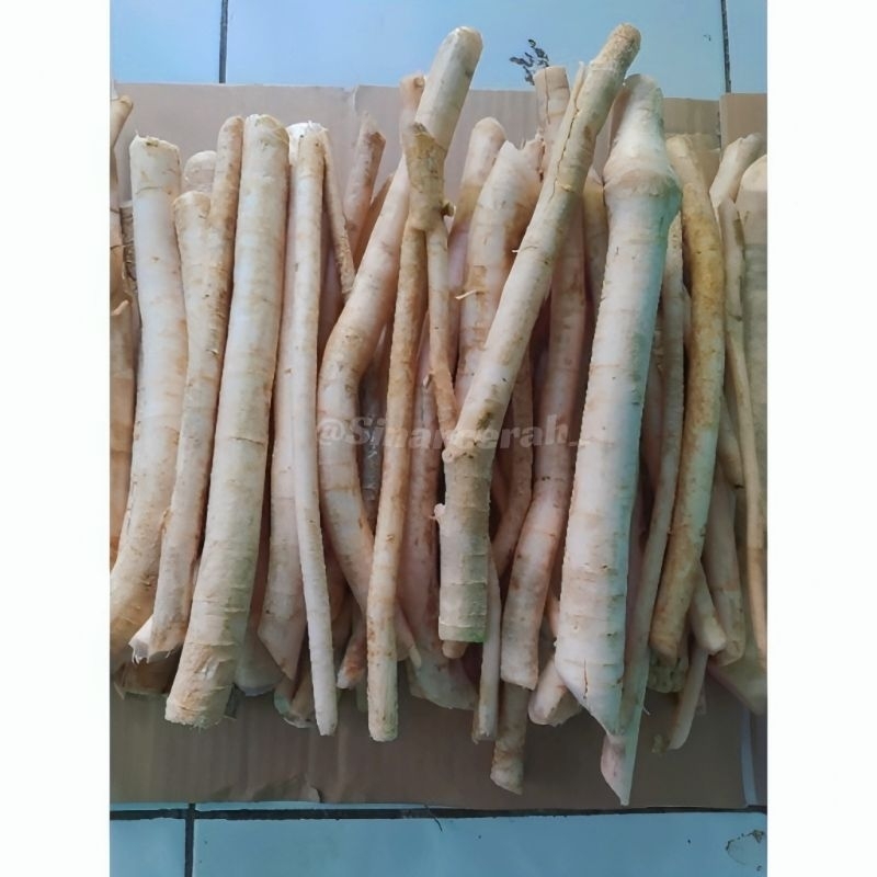 

Akar Pepaya Jantan Segar/1kg