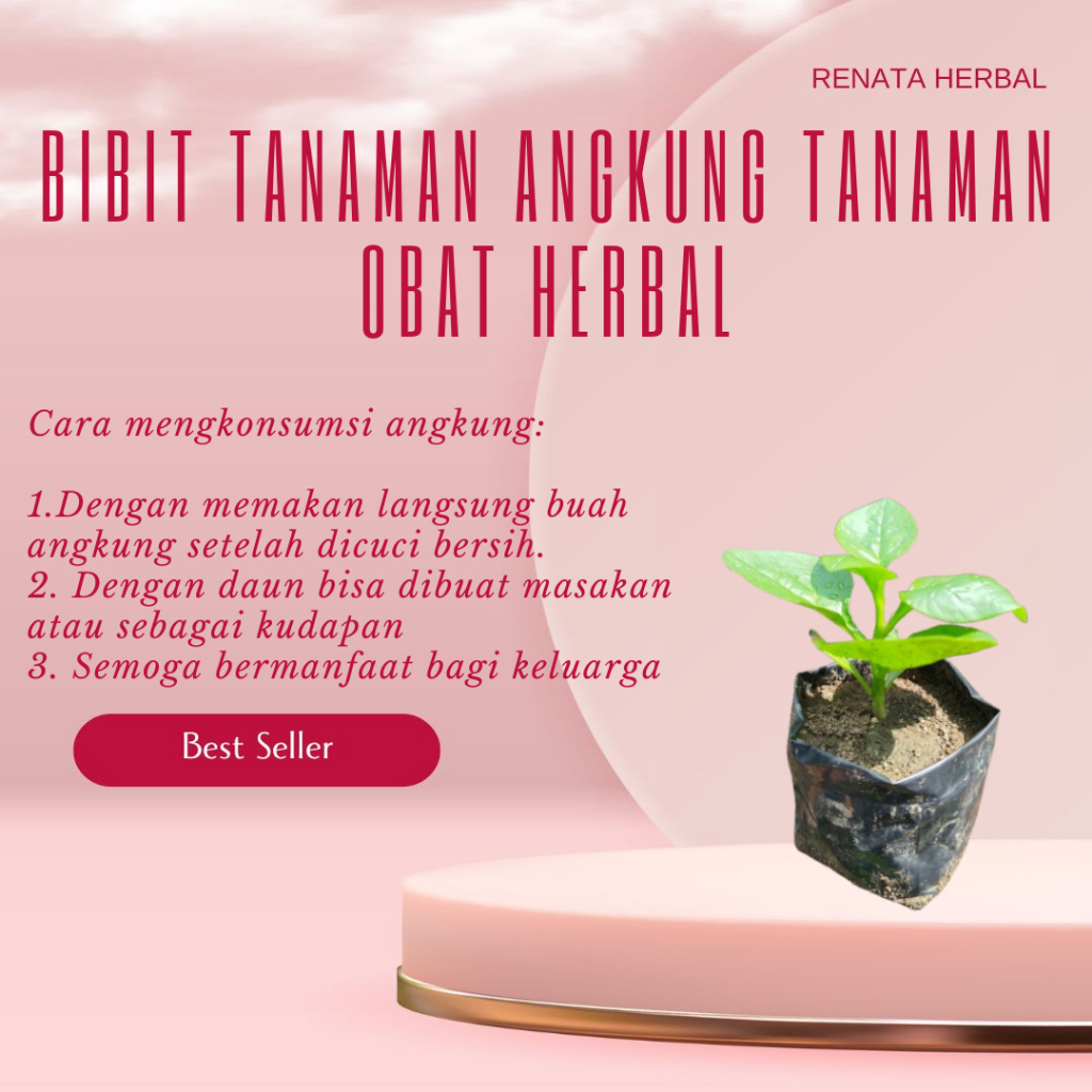 Bibit Angkung Tanaman Angkung Tanaman Obat Herbal Angkung untuk Stroke