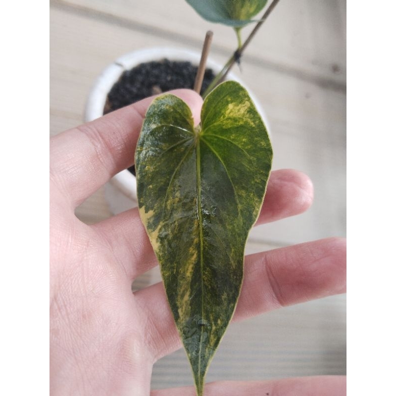 anthurium corong varigata mewah