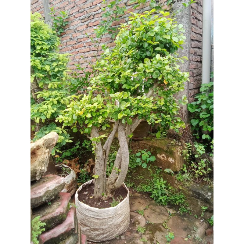 Bonsai Taman Serut