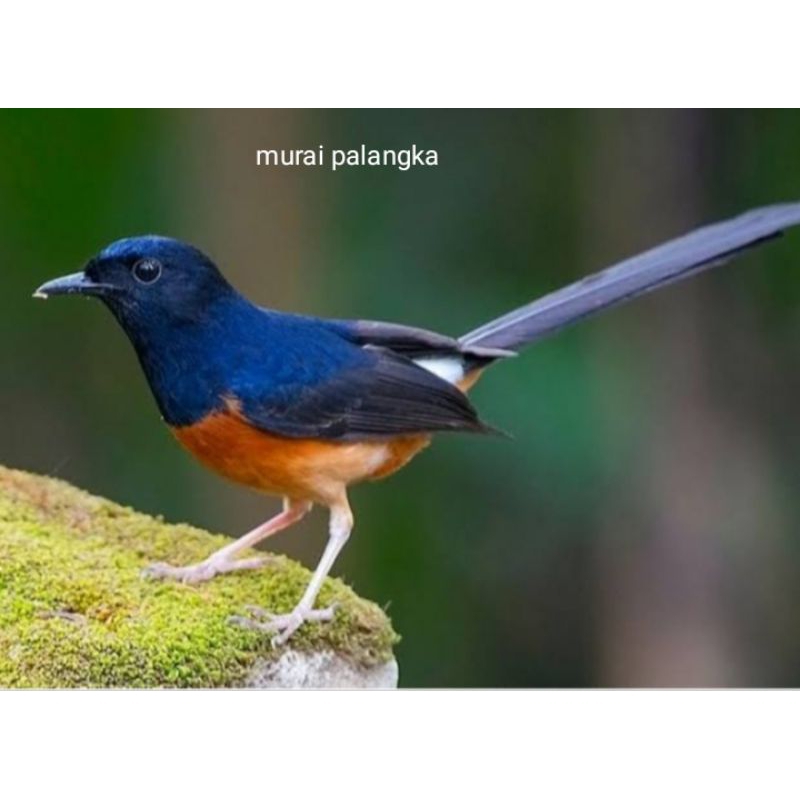 Murai Palangka Bird