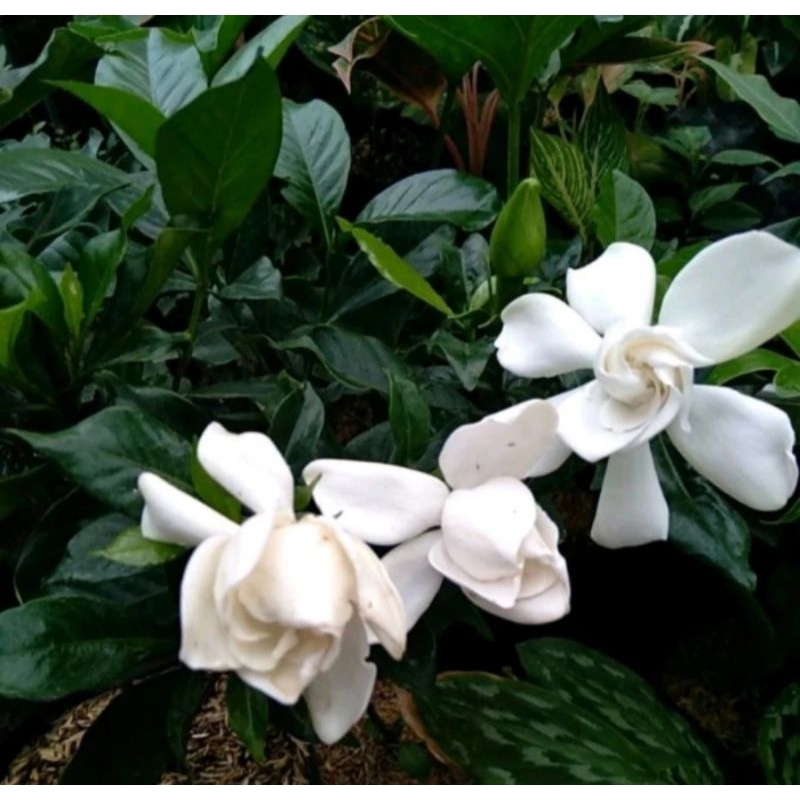 tanaman bunga melati telur / melati kacapiring harum kondisi berbunga