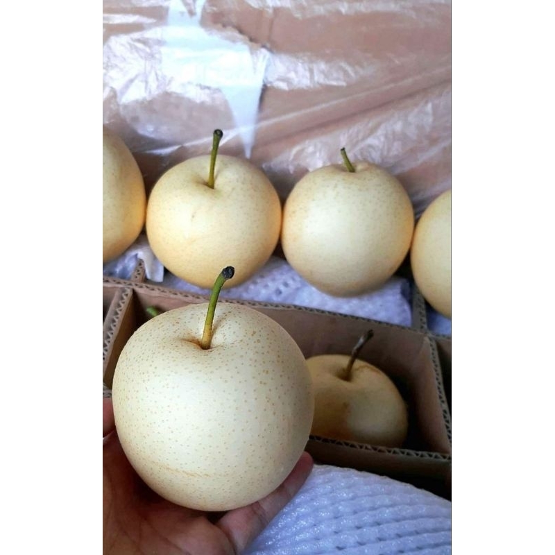 

Buah pir - buah pear - buah per Century - buah pir madu - buah pear madu