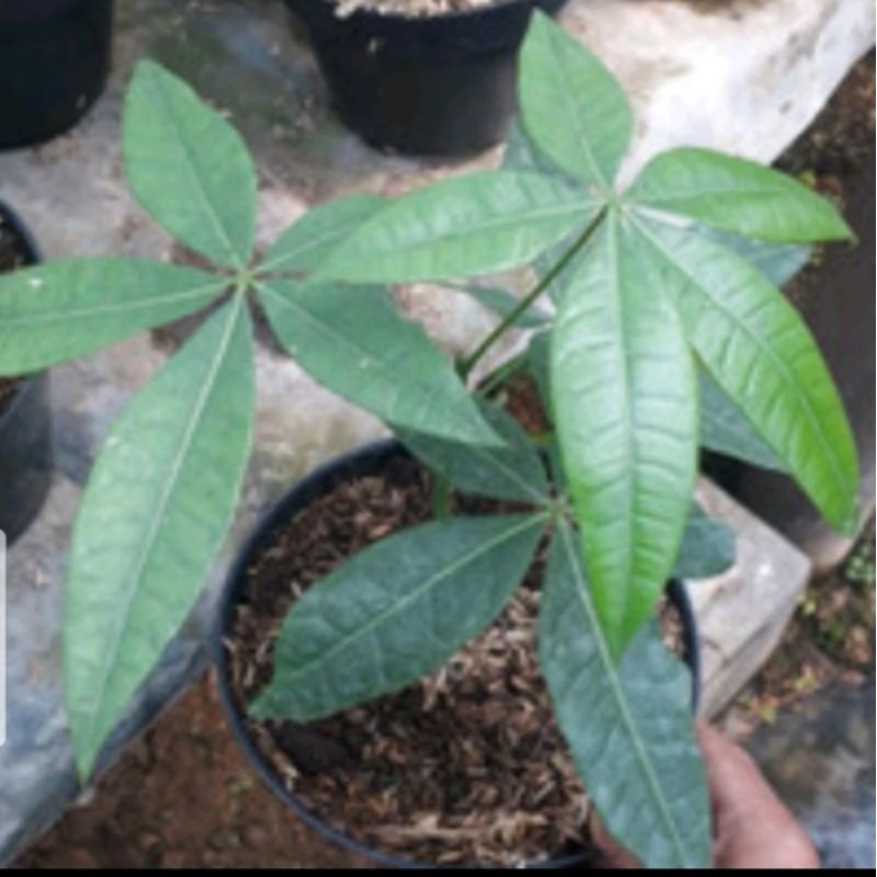 bibit karet unggul semai biji