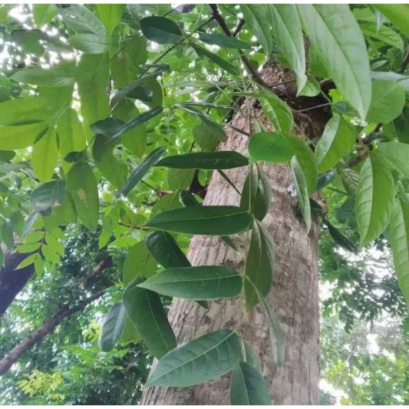 

Daun mahoni segar 150 lembar