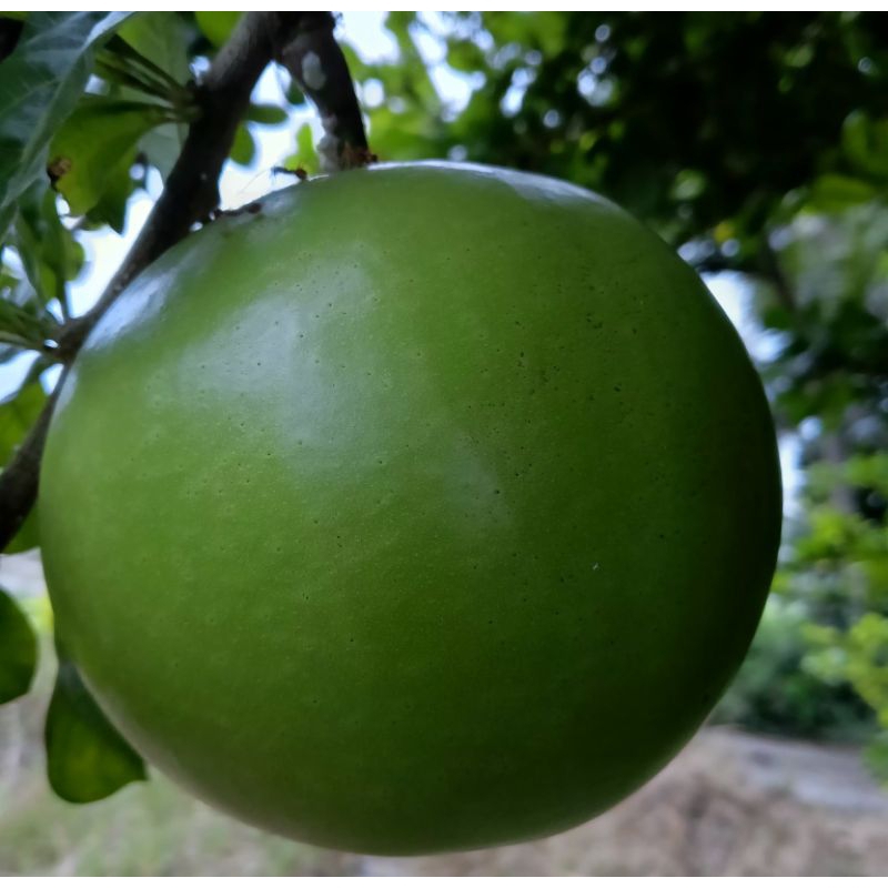 

Buah maja segar langsung petik