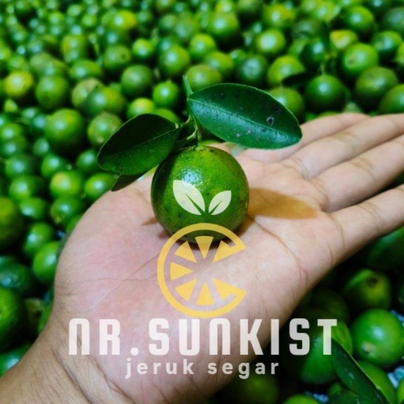

500g jeruk Sonkit jeruk Kasturi jeruk kunci jeruk lemon cui Fress segar