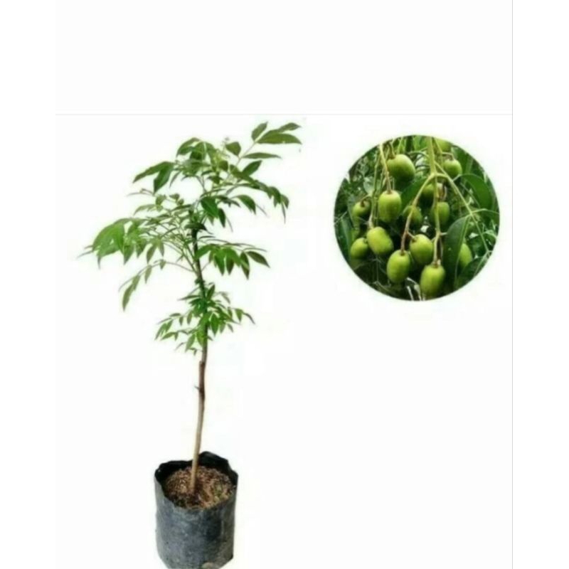 

bibit tanaman buah kedongdong