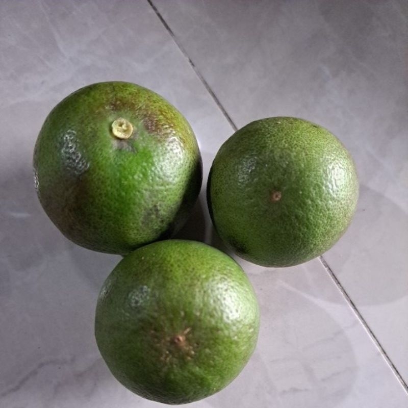 

Jeruk nipis 1 kg petik langsung dari kebun jeruk nipis segar