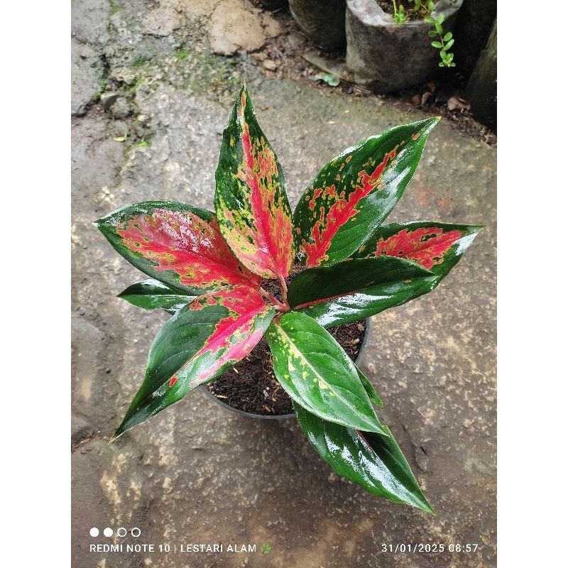 AGLONEMA RED KOCIN / AGLONEMA KOCIN CAMELON