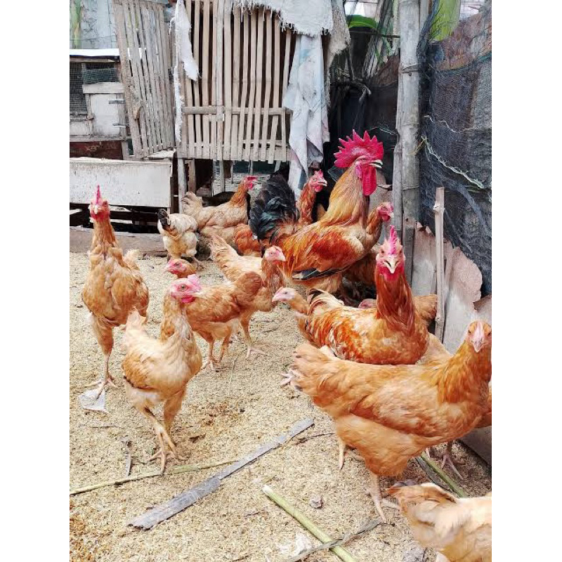 

TELUR TETAS AYAM MERAWANG BODY JUMBO AYAM MULTIGUNA REKOMENDED BAHAN SILANGAN UNTUK DI TETASKAN