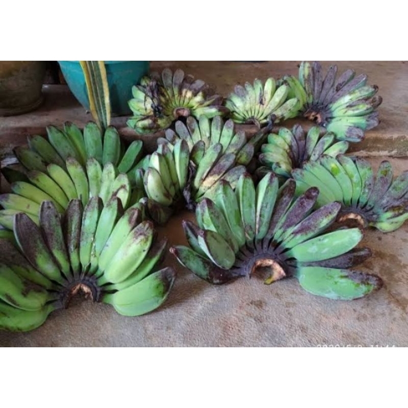 

pisang kepok - pisang kepok asli masak pohon