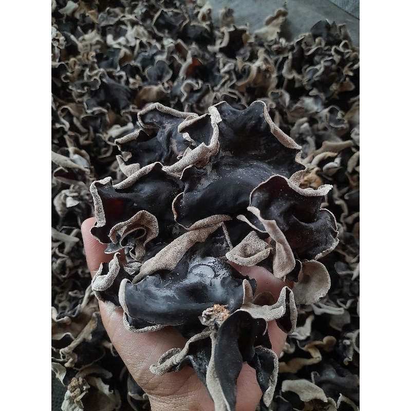 

Jamur kuping kering besar/mushroom/black fungus 500gr
