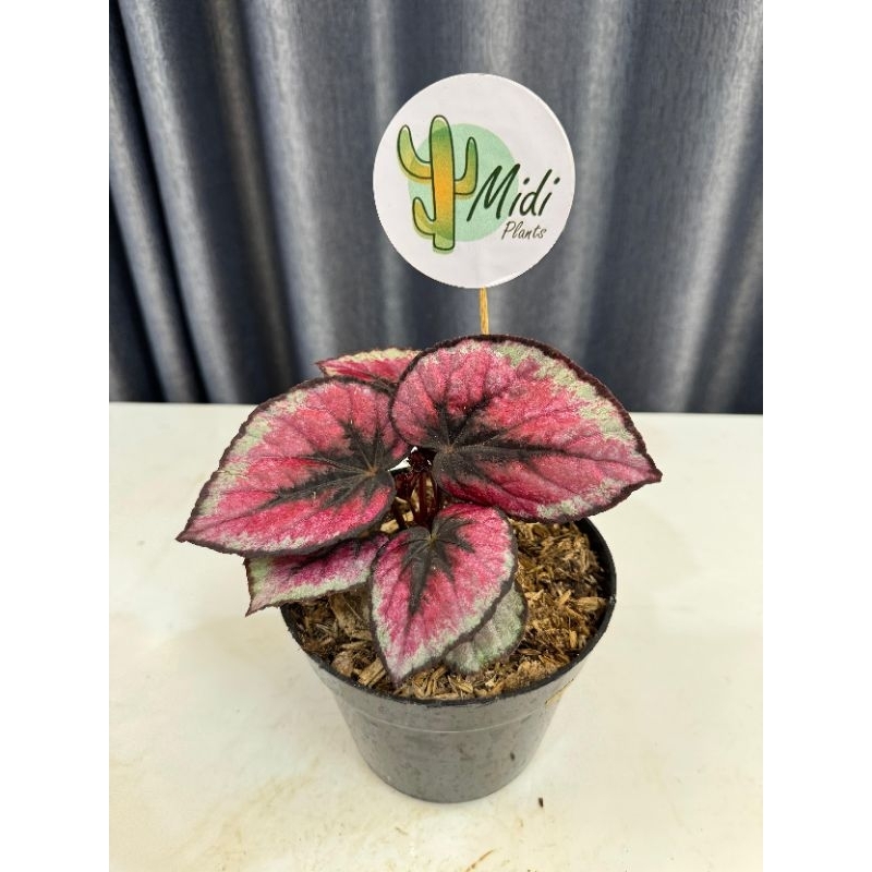 PAKET 2 TANAMAN HIAS BEGONIA & MAWAR MERAH ORANGE