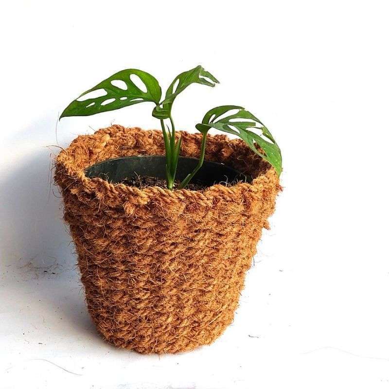 POT SABUT KELAPA MEDIA TANAM, VARIAN POT GANTUNG SABUT KELAPA, POT DUDUK SABUT KELAPA