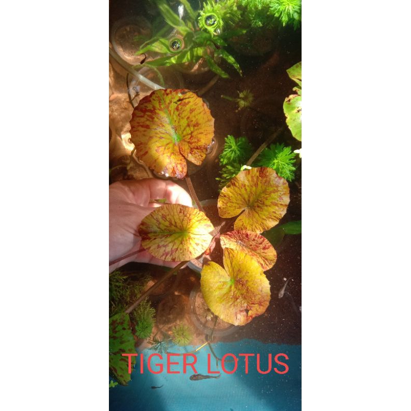 Tiger Lotus