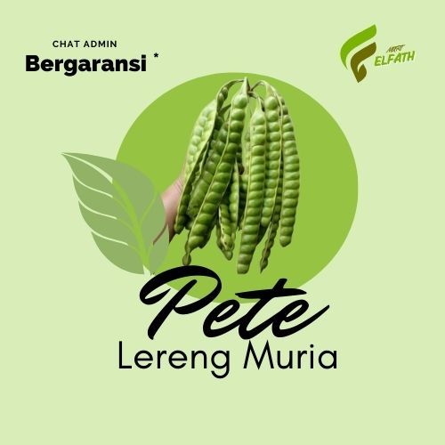 

(10 PAPAN) PETE ASLI LERENG GUNUNG MURIA