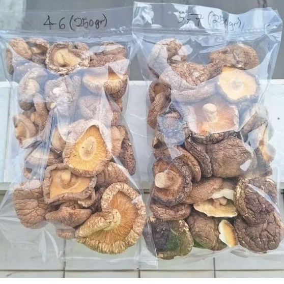 

Jamur Shiitake - Hiokou Mentah IKPS 500 gr ukran D 4-6 cm & 5-7 cm