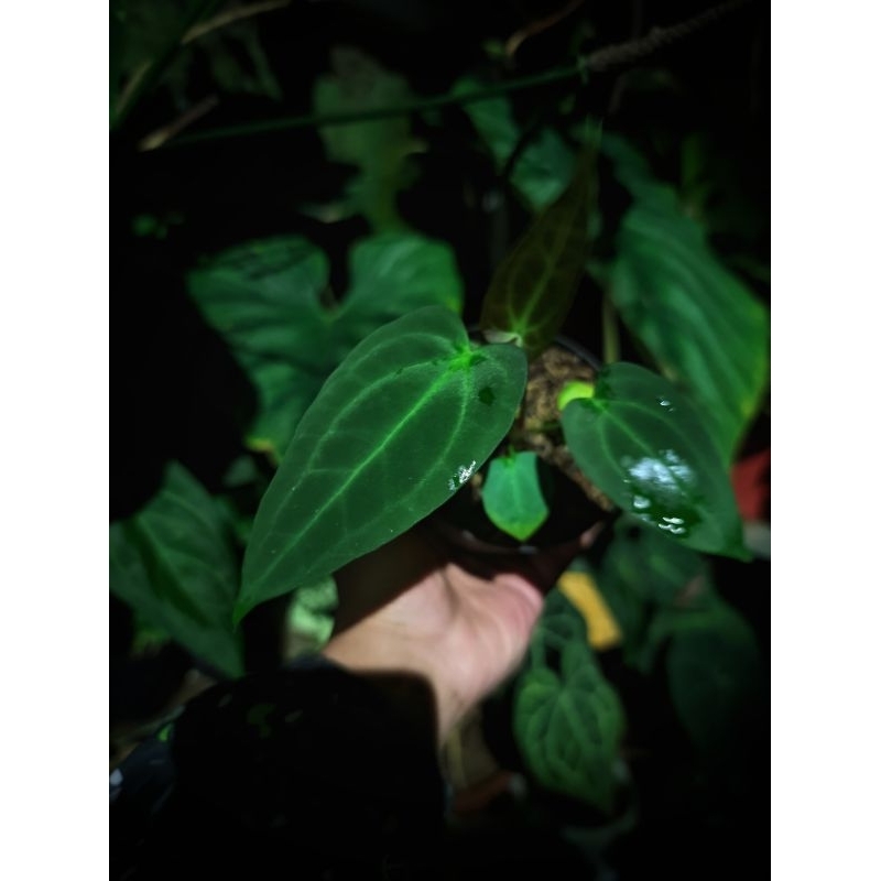 Anthurium Papililaminum x warocqueanum