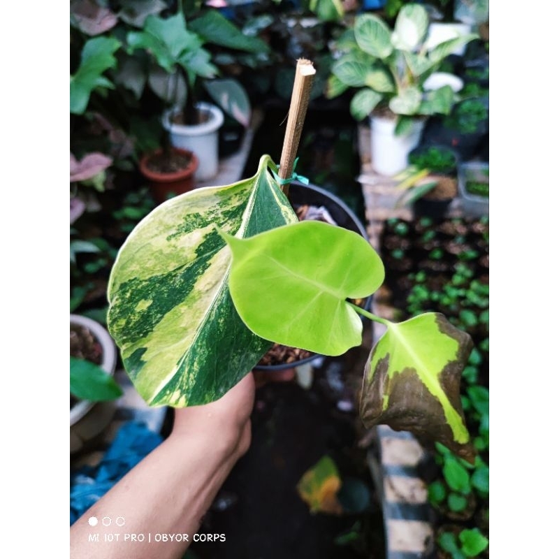 Monstera Marmorata Variegata Threecolour 1 daun pancing dan tunas