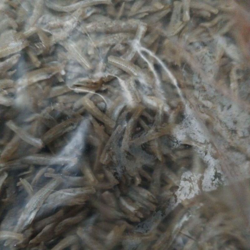 

bilis tanjung pinang