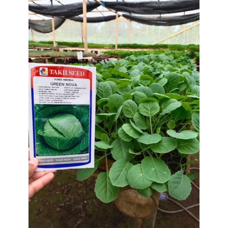 

husnafreshgarden 1pcs Bibit kol/Kobis siap tanam