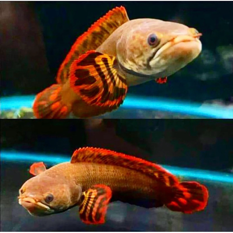 Limbata galak zingle tank ukuran 10-15 cm