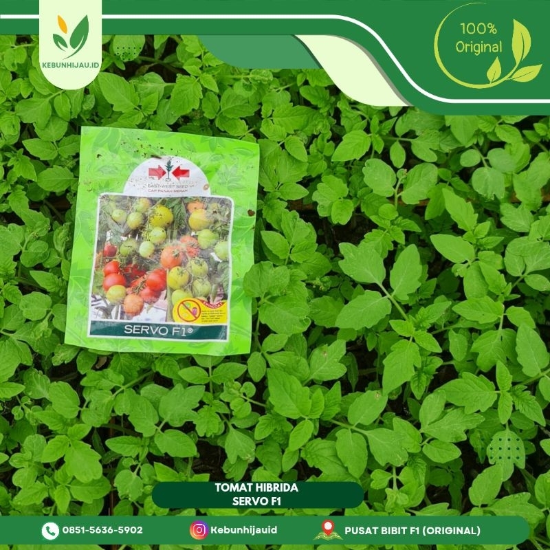BIBIT TOMAT SERVO F1