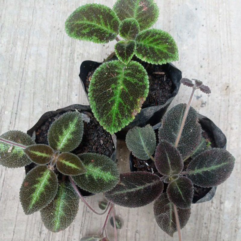 Paket hemat episcia 3 id Bunga Ungu dan Putih