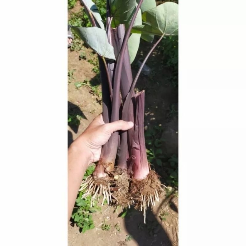 Bibit talas unggu talas sayur