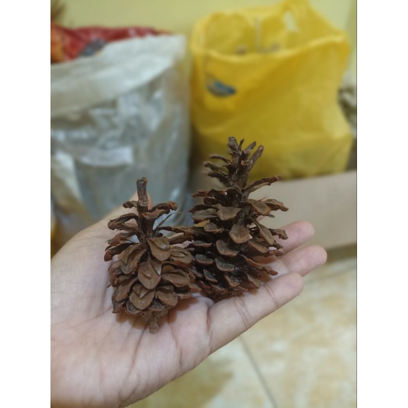 

buah pinus | biji pinus