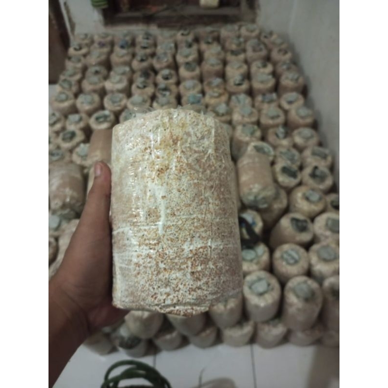 

Baglog / Bibit jamur tiram putih (f3) 100% Siap Panen ( Paket Isi 10 )