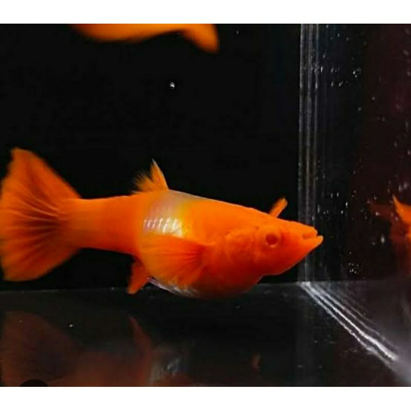 guppy albino koi red ear