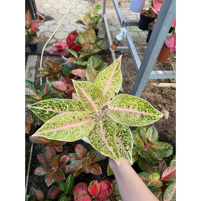 Aglaonema mutiara alba