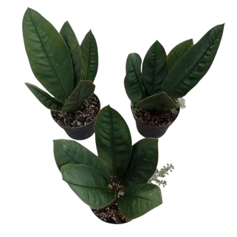 anthurium neo superboom medium size. anthurium sultan. anthurium terlaris. anthurium murah.