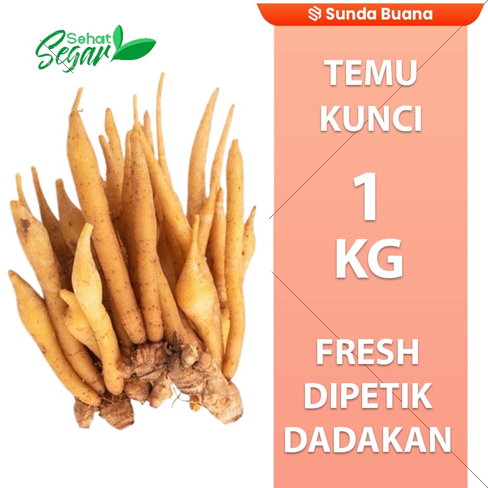 

Temu/Kunyit kunci Segar 1 kg rempah dan herbal alami toko sunda buana