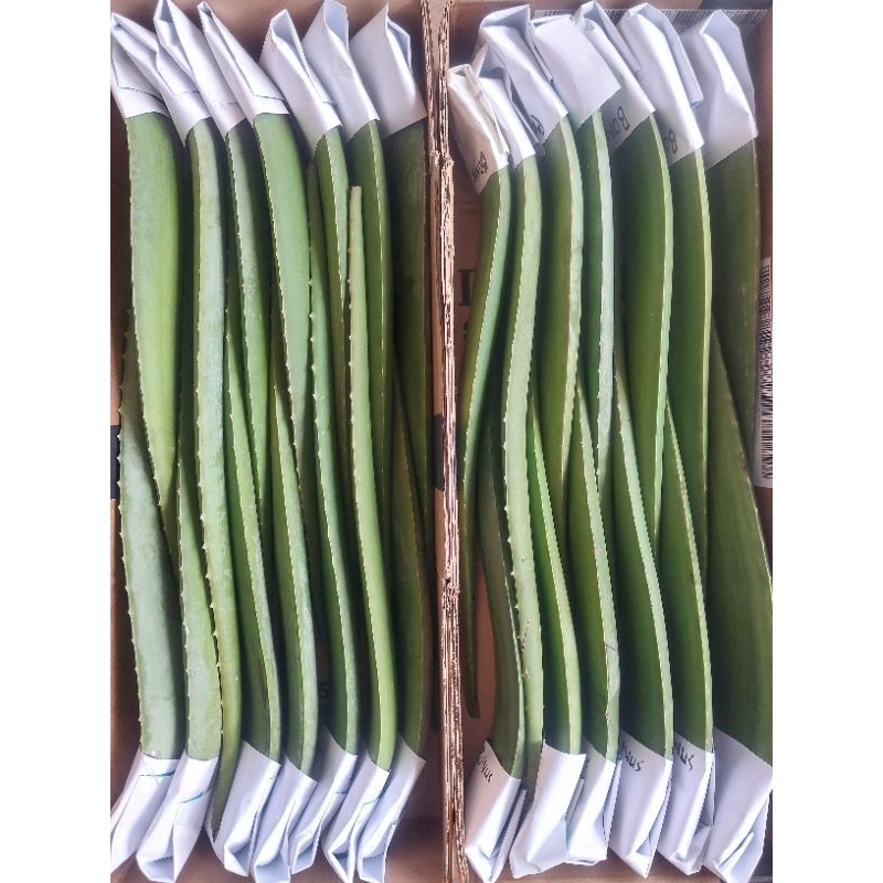 

1000Gram Pelepah lidah buaya Barbadensis~