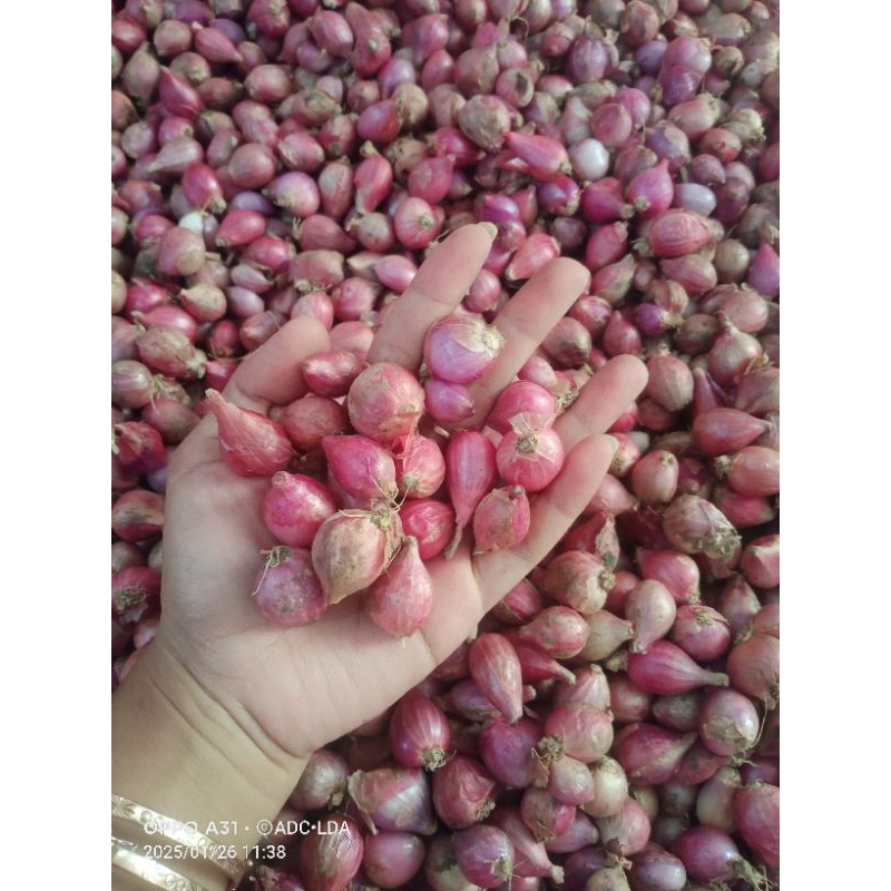 

Bawang Merah Thailand ukuran kecil 1Kg