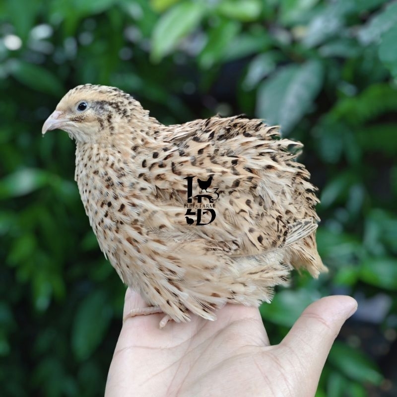 

Telur Fertil Puyuh Petelur Autumn Super untuk ditetaskan