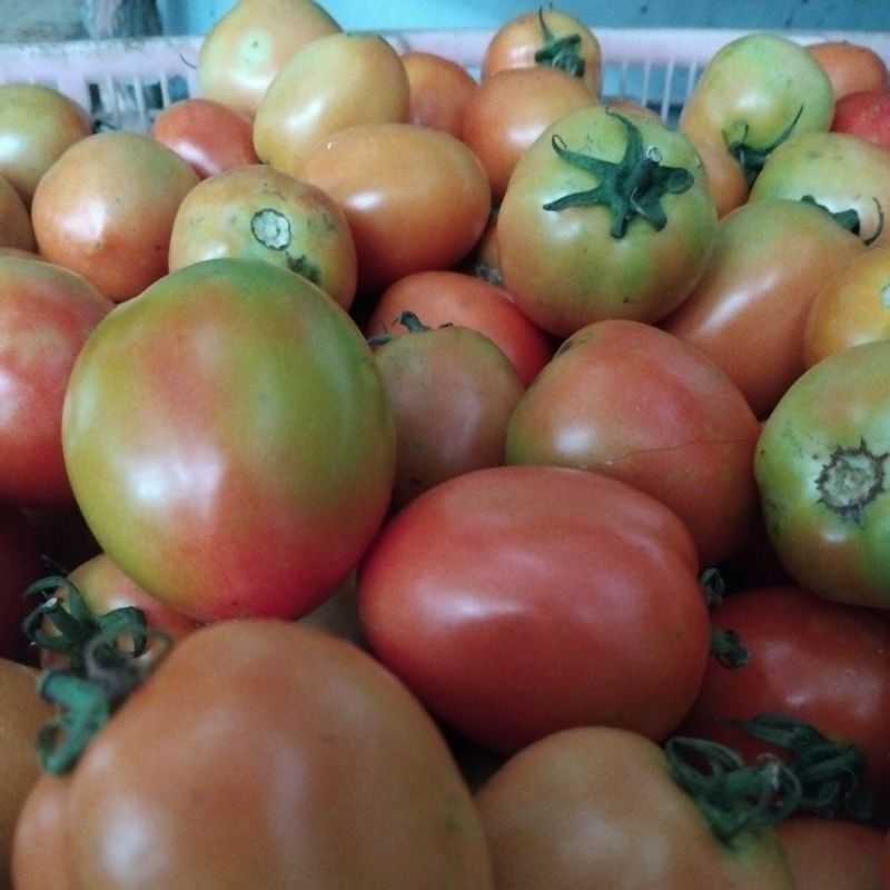 

TOMAT SAYUR GLOWING SUPEEEERRRR 1 kg