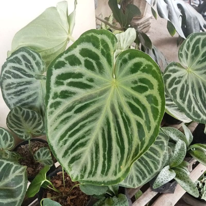 kuping gajah silver blush