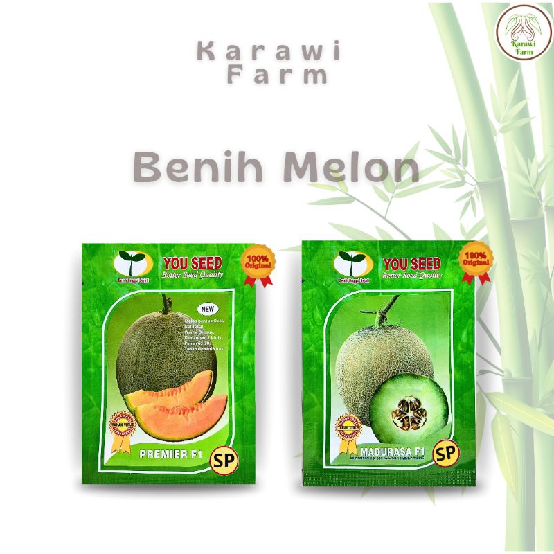 Benih Melon Madurasa F1 dan Melon Premier F1 Bibit Unggulan You Seed