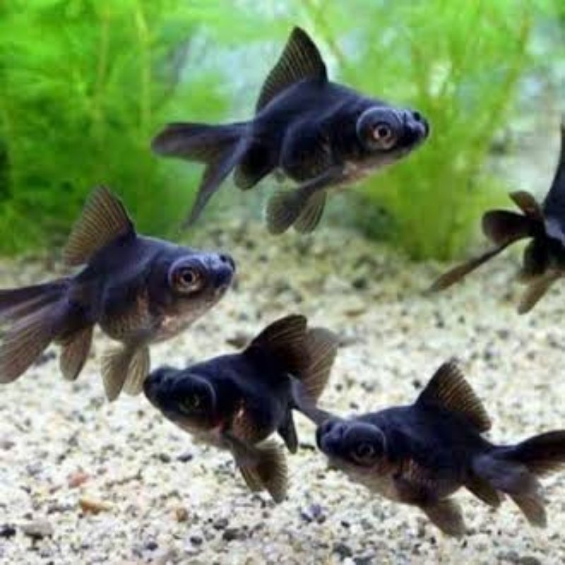 Paket 20 Ekor Ikan Hias Koki Oranda Buldog Blackmoor 5-6 cm