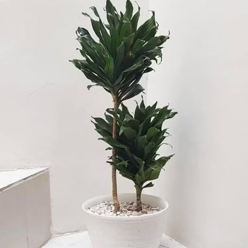 Tanaman hias hanjuang kemoceng