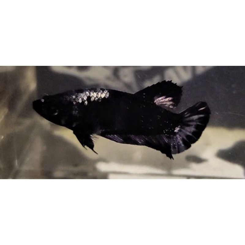 

CUPANG AVATAR COPPER NO RED