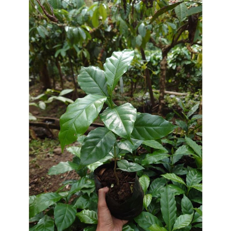Bibit kopi Arabika Ateng unggul siap tanam