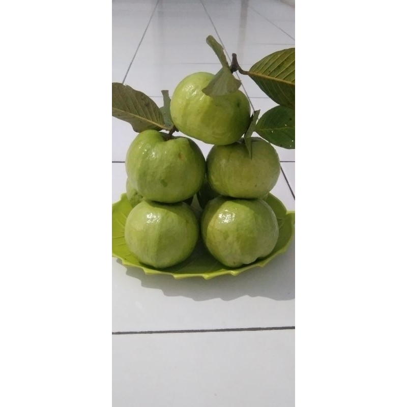

paket 1 kg fresh jambu kristal petik pohon teksturnya renyah dan nikmat