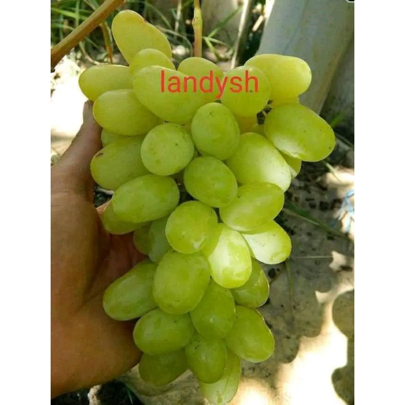 

bibit anggur varian landys