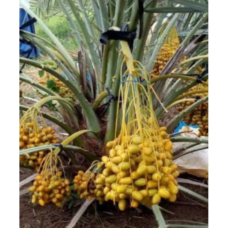 Bibit pohon kurma ajwa  jantan dan betina