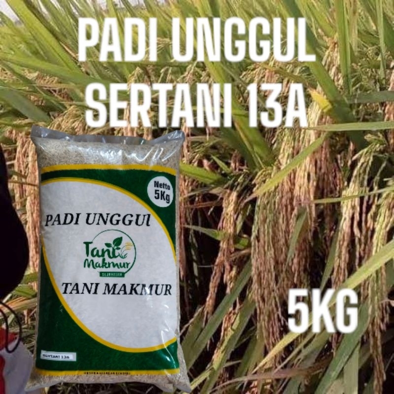 Benih padi sertani 13A  kemasan 5kg